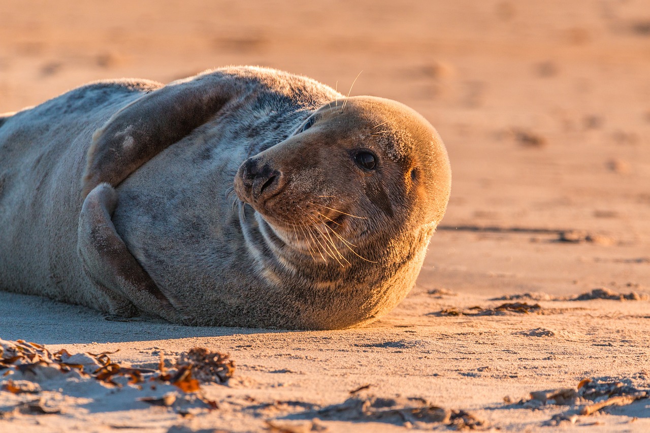gray seal, seal, halichoerus grypus, beach, dune, helgoland, north sea, sea island, island, sea, water, nature, sea creatures